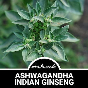 Ashwagandha (Indian Ginseng) | 30 Seeds | Heirloom | Non GMO | Withania somnifera