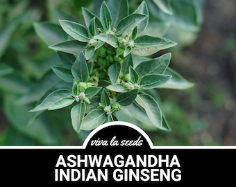 Ashwagandha (Indian Ginseng) | 30 Seeds | Heirloom | Non GMO | Withania somnifera