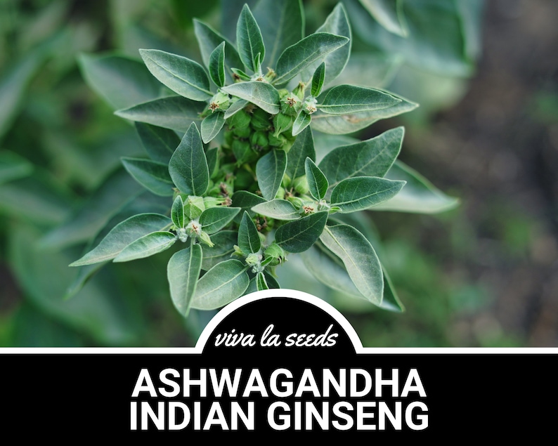 K&ouml;nnte beinhalten: Nahaufnahme von gr&uuml;nen Bl&auml;ttern der Ashwagandha-Pflanze mit dem Text "viva la seeds" und "ASHWAGANDHA INDIAN GINSENG" darunter.