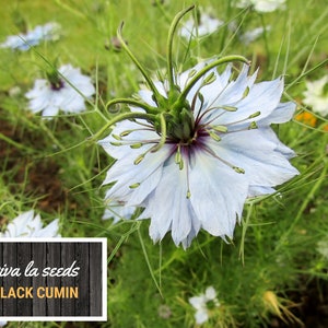 May include: A close-up of a light blue flower with green stems and a dark purple center. The flower is surrounded by green foliage. The text "viva la seeds BLACK CUMIN" is visible in the lower right corner of the image.