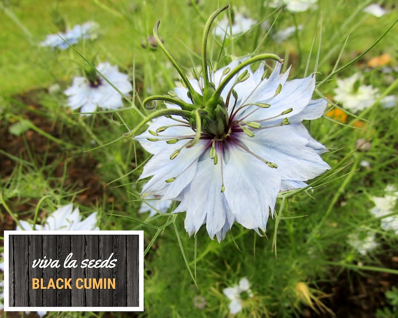 May include: A close-up of a light blue flower with green stems and a dark purple center. The flower is surrounded by green foliage. The text "viva la seeds BLACK CUMIN" is visible in the lower right corner of the image.