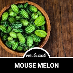 Mouse Melon | Cucumelon | 10 Seeds | Heirloom | Non-GMO | Melothria scabra