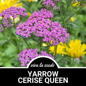 Yarrow, Cerise Queen | 50 Seeds | Heirloom Medicinal Herb | Non GMO | Achillea millefolium