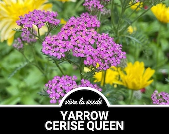 Yarrow, Cerise Queen | 50 Seeds | Heirloom Medicinal Herb | Non GMO | Achillea millefolium