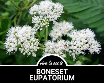 Boneset (Eupatorium) | 100 Seeds | Heirloom | Non-GMO | Eupatorium perfoliatum