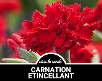 Carnation, Etincellant | 25 Seeds | Heirloom Flower | Easy to Grow | Deep Red Blooms | Cut Flowers | Dianthus carophyllus
