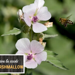 May include: A close-up of a pink marshmallow flower with a bee flying nearby. The text "viva la seeds MARSHMALLOW" is on a wooden sign in the foreground.