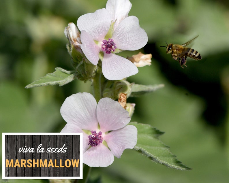 May include: A close-up of a pink marshmallow flower with a bee flying nearby. The text "viva la seeds MARSHMALLOW" is on a wooden sign in the foreground.