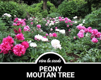 Peony, Moutan Tree | 10 Seeds | Heirloom Perennial Shrub | Culinary & Medicinal | Large Blooms | Paeonia suffruticosa