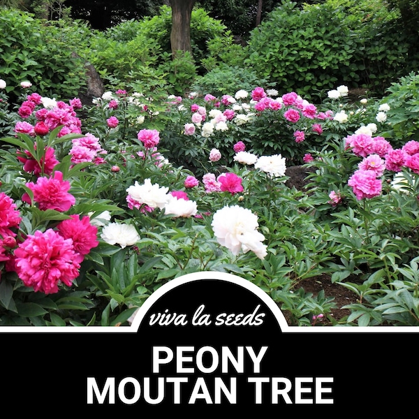 Peony, Moutan Tree | 10 Seeds | Heirloom Perennial Shrub | Culinary & Medicinal | Large Blooms | Paeonia suffruticosa