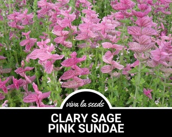 Clary Sage, Pink Sundae | 50 Seeds | Medicinal Herb | Fragrant Flower | Salvia horminum