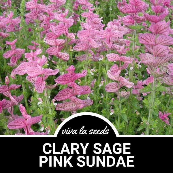 Clary Sage, Pink Sundae | 50 Seeds | Medicinal Herb | Fragrant Flower | Salvia horminum