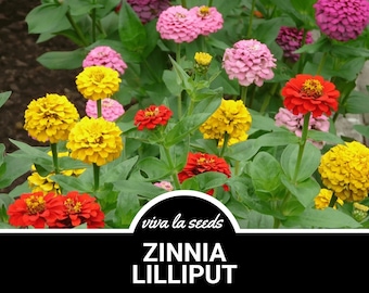 Zinnia, Lilliput | 100 Seeds | Easy to Grow | Non GMO | Zinnia elegans