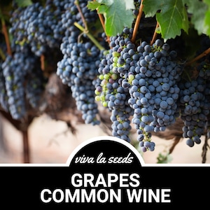 Grapes, Wine Common | 35 Seeds | Heirloom | Non-GMO | Vitis vinifera