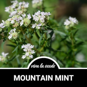 Mountain Mint | 100 Seeds | Medicinal Herb | Non GMO | Pycnanthemum pilosum