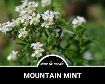 thumbnail image 2 of Fairy Garden True Corsican Mint Herb Mentha Requienii - 50 Seeds 2 of 11