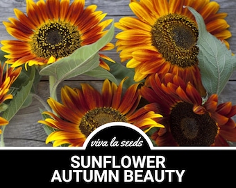 Sunflower, Autumn Beauty | 25 Seeds | Culinary & Medicinal | Easy to Grow | Non GMO | Helianthus annuus