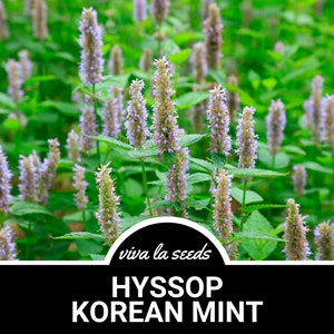 Korean Mint | 50 Seeds | Giant Purple Hyssop | Medicinal | Culinary Herb | Non GMO | Agastache rugosa