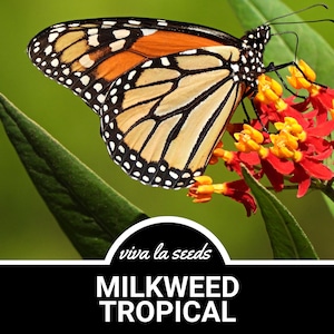 Milkweed, Tropical | 50 Seeds | Butterfly Garden Favorite | Non GMO | Asclepias Curassavica
