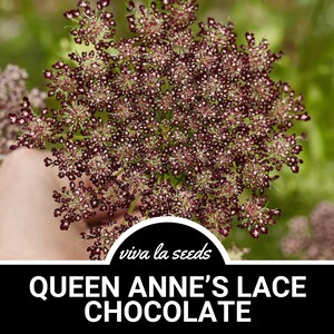 Queen Anne&#39;s Lace, Chocolate | 100 Seeds | Medicinal Herb | Floral Designs | Heirloom | Daucus carota