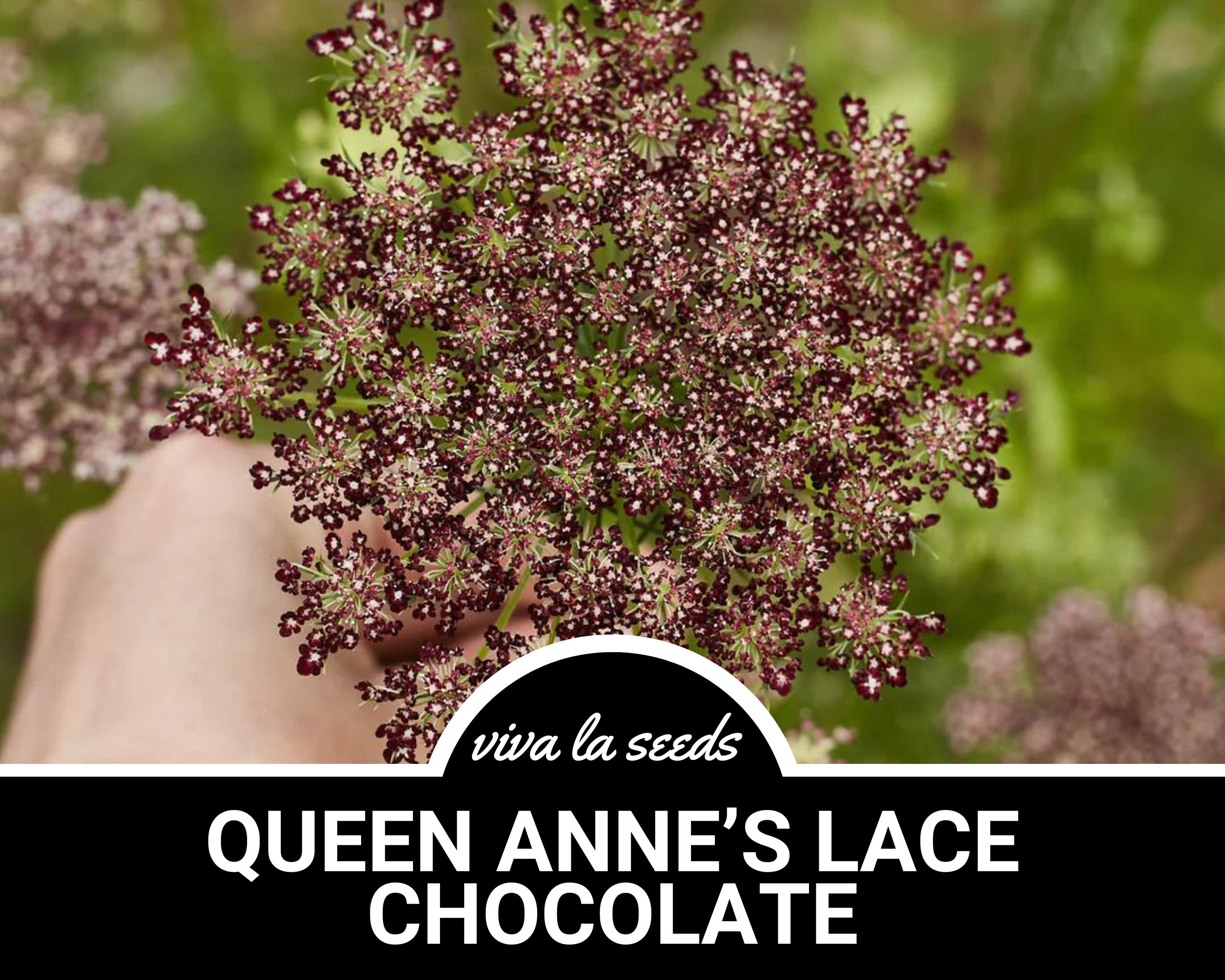 Queen Anne's Lace, Chocolate | 100 Seeds | Medicinal Herb | Floral