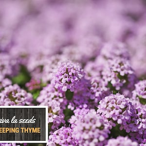 May include: A close-up of a field of blooming purple creeping thyme flowers. The flowers are in full bloom and the image is in focus. The text "viva la seeds CREEPING THYME" is visible in the lower left corner of the image.