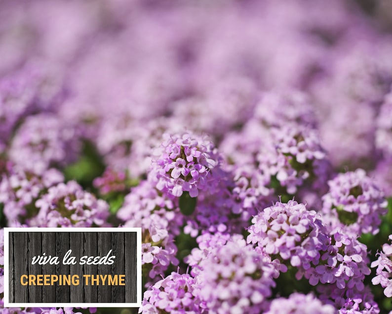 May include: A close-up of a field of blooming purple creeping thyme flowers. The flowers are in full bloom and the image is in focus. The text "viva la seeds CREEPING THYME" is visible in the lower left corner of the image.
