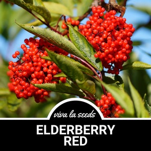 Elderberry - Red | 50 Seeds | Medicinal | Culinary | Non GMO | Sambucus racemosa