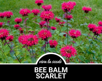May include: A close-up of a patch of vibrant scarlet bee balm flowers in bloom. The flowers are surrounded by lush green foliage. The text "viva la seeds BEE BALM SCARLET" is displayed at the bottom of the image.
