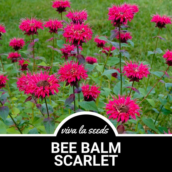 Bee Balm, Scarlet Bergamot | 20 Seeds | Medicinal | Culinary Herb | Non GMO | Monarda citriodora