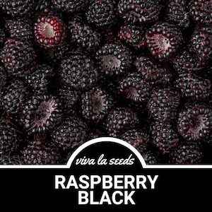 Raspberry, Black | 30 Seeds | Heirloom | Non-GMO | Rubus occidentalis