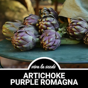 May include: A close-up of a group of purple artichokes on a green table. The artichokes are arranged in a circle, with the text "viva la seeds" and "ARTICHOKE PURPLE ROMAGNA" below them.