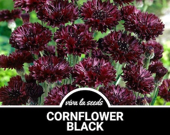 Cornflower, Black (Bachelor's Button) | 100 Seeds | Medicinal Herb | Non GMO | Centaurea Cyanus