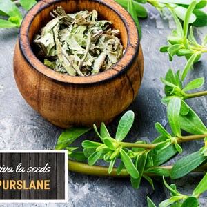 May include: Dried purslane leaves in a wooden bowl with fresh purslane sprigs on a gray background. The text "viva la seeds Purslane" is on a wooden sign.