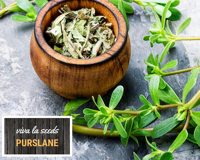 May include: Dried purslane leaves in a wooden bowl with fresh purslane sprigs on a gray background. The text "viva la seeds Purslane" is on a wooden sign.