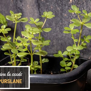 May include: A close-up of a black pot filled with green purslane plants. The pot is sitting on a textured surface. The text "viva la seeds Purslane" is visible on a wooden sign.