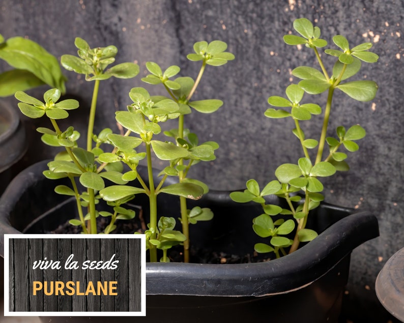 May include: A close-up of a black pot filled with green purslane plants. The pot is sitting on a textured surface. The text "viva la seeds Purslane" is visible on a wooden sign.
