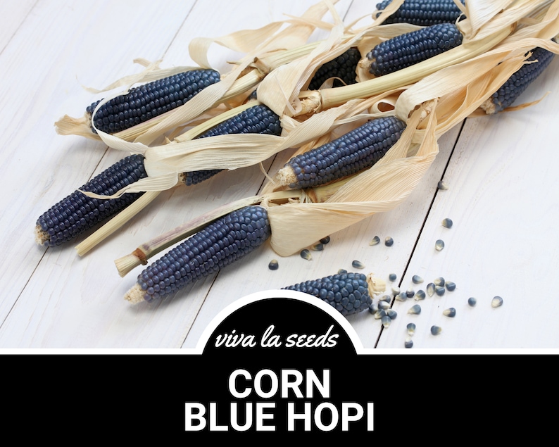 May include: Blue Hopi corn ears with husks on a white wooden surface. The corn kernels are a deep blue color. The text "viva la seeds" and "CORN BLUE HOPI" is visible in the image.