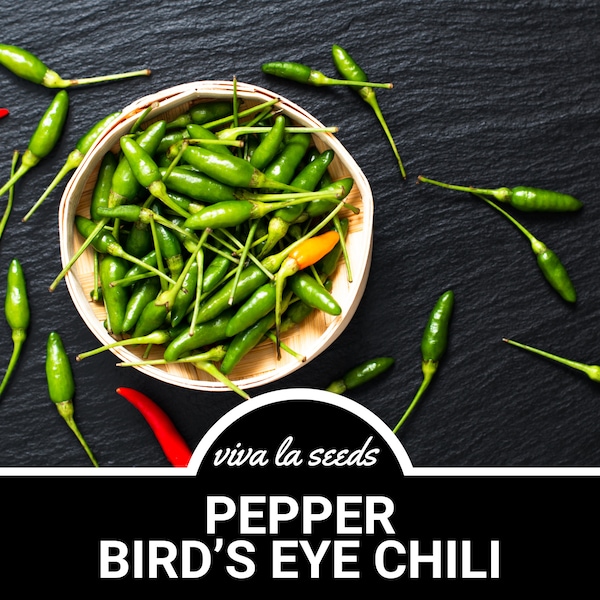 Pepper, Bird's Eye Chili | Hot Thai | 30 Seeds | Heirloom | Non-GMO | Capscium annuum