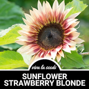 Sunflower, Strawberry Blonde | 25 Seeds | Culinary & Medicinal | Heirloom | Helianthus annuus