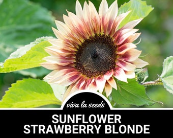 Sunflower, Strawberry Blonde | 25 Seeds | Culinary & Medicinal | Heirloom | Helianthus annuus