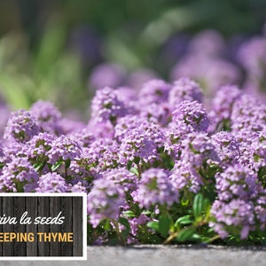 May include: A close-up of a patch of creeping thyme in bloom. The flowers are a soft purple color and are clustered together in a dense mass. The text "viva la seeds CREEPING THYME" is visible in the lower left corner of the image.