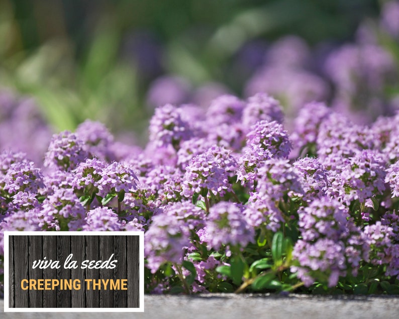 May include: A close-up of a patch of creeping thyme in bloom. The flowers are a soft purple color and are clustered together in a dense mass. The text "viva la seeds CREEPING THYME" is visible in the lower left corner of the image.