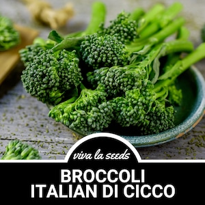 May include: A close-up of a bunch of fresh green broccoli florets in a blue ceramic bowl. The broccoli is arranged in a cluster, with the florets facing the camera. The bowl is sitting on a wooden surface. The text "viva la seeds" and "BROCCOLI ITALIAN DI CICCO" is visible below the image.