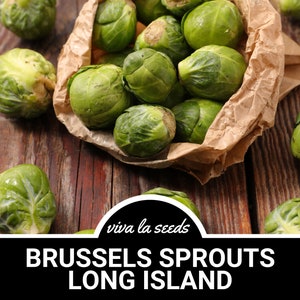 Brussels Sprouts, Long Island Improved | 250 Seeds | Heirloom Vegetable | Open Pollinated | Non-GMO | Brasssica oleracea
