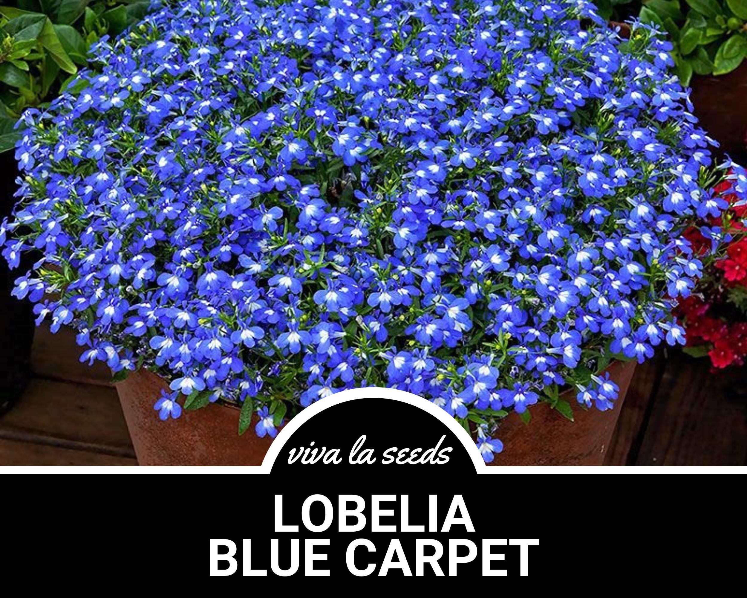 Lobelia, Blue Carpet | 100 Seeds | Heirloom Flower | Great for
