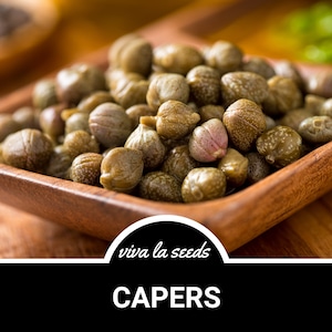 Capers | Caper Bush | 10 Seeds | Heirloom | Non GMO | Culinary Delicacy | Capparis spinosa