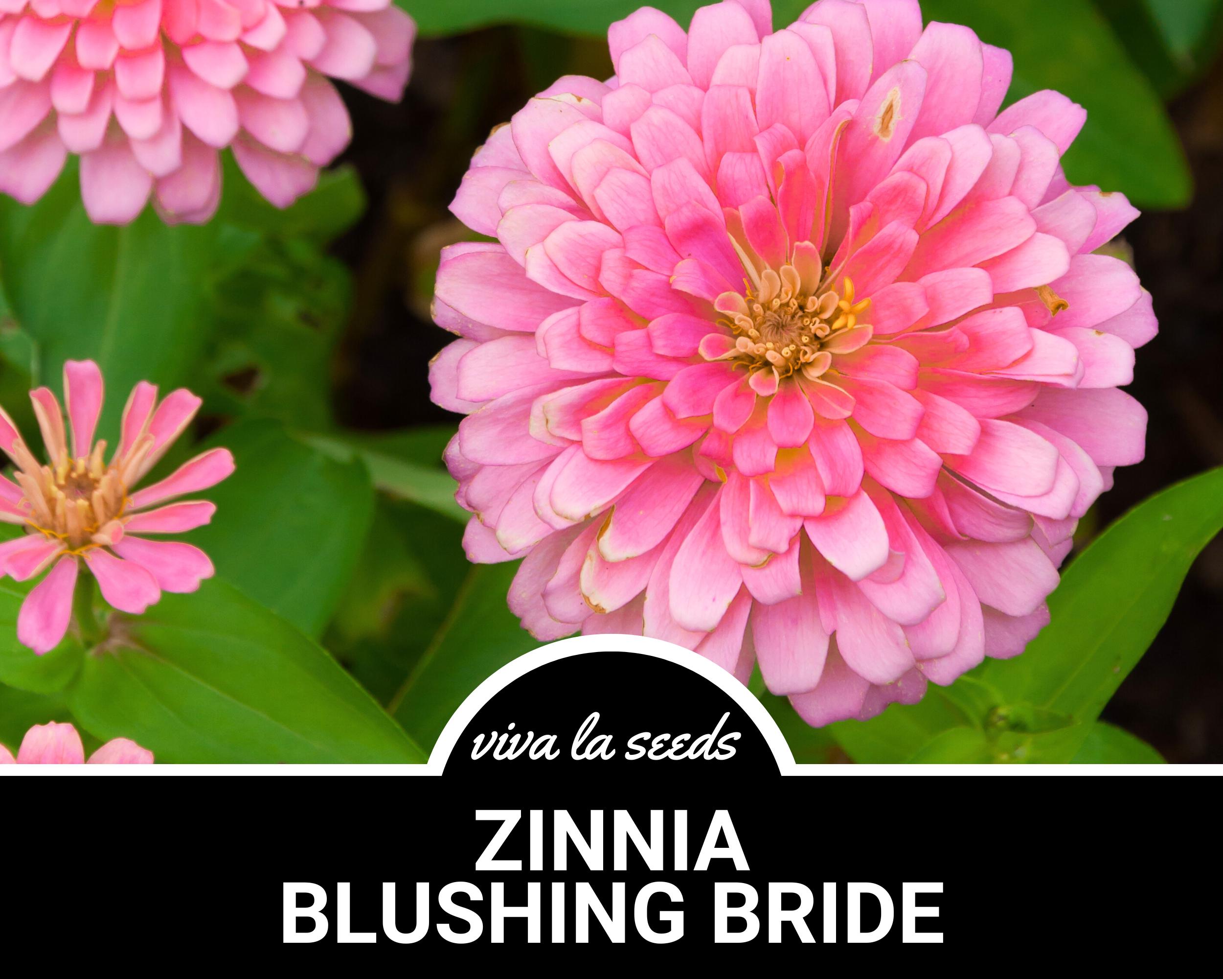 Blushing Bride Zinnia Seeds - 100+ Seeds - Peppermint Striped Blooms - Buy 4 Get 1 Free Shipping