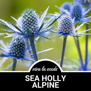Purple Sheen Sea Holly Seeds, Thistle, Eryngium Purple Sheen Sea Holly Seeds, Thistle, Eryngium
