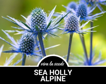 May include: Close-up of blue Sea Holly Alpine flowers with spiky leaves. The flowers are in bloom and have a vibrant blue color. The background is a blurred green.